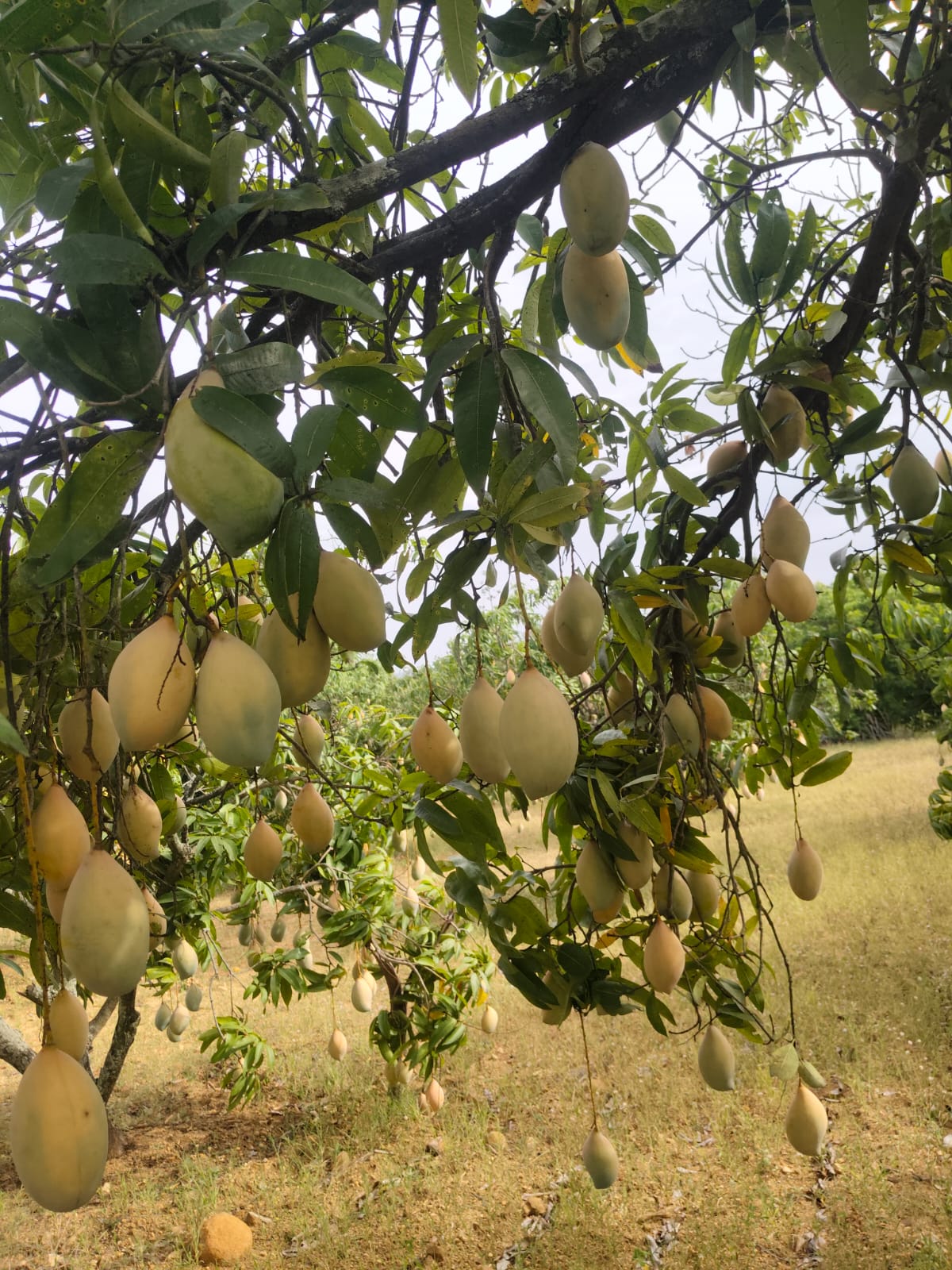 Farm2Home Mangoes